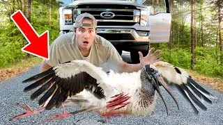 Thumbnail: RESCUED MASSIVE STORK HIT BY CAR ! CAN WE SAVE HIM ?!