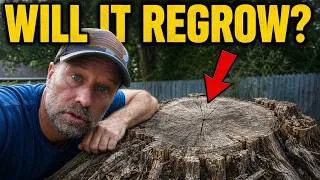 Thumbnail: Before You Kill a Stump, Ask This One Question!