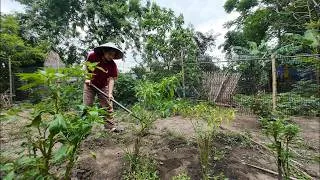 Thumbnail: Building My Garden Fence 🌿 Growing Vegetables in Rural Vietnam