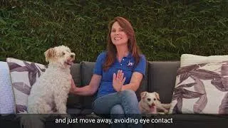 Thumbnail: How should dogs interact with each other?  Dog Trainer expert tips.