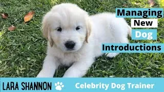 Thumbnail: Managing New Dog Introductions - Expert Dog Training Tips