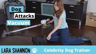 Thumbnail: How to stop a dog attacking the vacuum - Expert Dog Training Tips