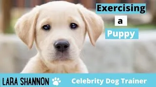 Thumbnail: How much exercise do puppies need?