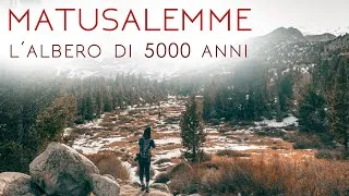Thumbnail: Alla Caccia dell'Immortalità Verde: Inseguendo Matusalemme, l'Albero Millenario!