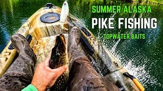 Thumbnail: Summertime Alaska Pike Fishing