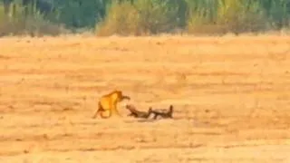 Thumbnail: Leopard Humbled After Picking Fight With 2 Honey Badgers