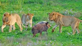 Thumbnail: Cornered Bushpig Tries Fighting 5 Lions
