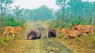 Thumbnail: 4 Porcupines Teach 3 Lions That They’re The King of The Road