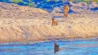 Thumbnail: Lions Watch as Their Tiny Cubs Face the Crocodile River