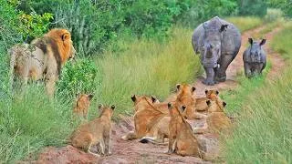 Thumbnail: Rhino Baby Teaches 10 Lions That He's The King of The Road