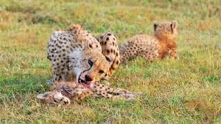 Thumbnail: Cheetah Mother Eats Her Own Cub