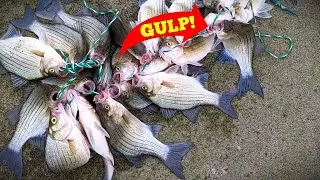 Thumbnail: Catching 50+ WHITE BASS in Under 3 HOURS!! | Fish EVERY Cast!!