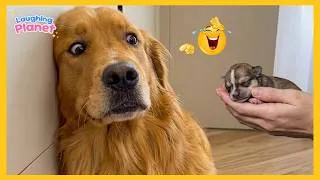 Thumbnail: 🐾 FULL: You'll Laugh Till You Cry 😂 | Funniest Dog Reactions Ever!