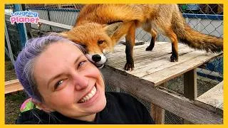 Thumbnail: 🐾💖Animals Teach us Love is The Key to Happiness!