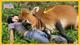 Thumbnail: ❤️🐾 FULL: When Animals Show Their Love to Humans 🥰 | Heartwarming Animal Moments