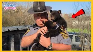 Thumbnail: 🐾💖When Animal Distribution System Chooses You🥰 Funny Animals Videos 2026