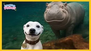 Thumbnail: 🐾💖FULL: Animals Becoming Best Friends in the World 😍 Funny ANIMALS Video 2026