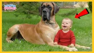 Thumbnail: 🐕👶When Dogs Protect Babies Like Their Own Puppies ❤️ Cute Dogs and Baby
