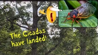 Thumbnail: The CICADAS have landed and they are LOUD!