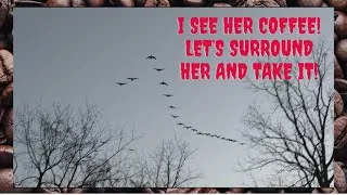 Thumbnail: A little COFFEE FUN! Are these GEESE after my COFFEE?  LOL