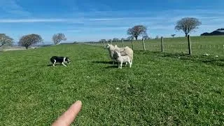 Thumbnail: Lhìnnek Gimli 2y old - getting a ewe and her lamb in the trailer 