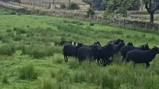 Thumbnail: Lot 9 Mainstay Shep  FarmersMarts 27/08/25