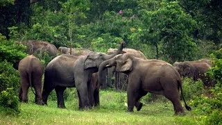 Thumbnail: The beautiful Elephants of Indonesia. (Documentary)
