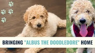 Thumbnail: Dog Vlog | Bringing our GoldenDoodle Albus Home| Puppy's First Day Home