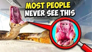 Thumbnail: Boa Constrictor Yawns So BIG on Camera!