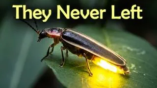 Thumbnail: Where Did All the Fireflies Go? This Forest Holds the Answer
