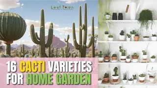 Thumbnail: 16 varieties of cactus you can grow at home #cacti #cactus