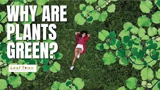 Thumbnail: Why Are Plants Green?