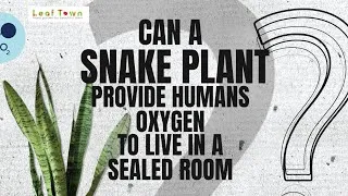 Thumbnail: Can a snake plant provide humans oxygen to live in a sealed room? Explainer Video | Leaf Town