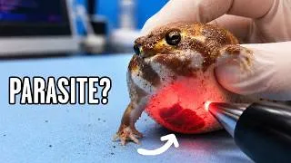 Thumbnail: I Took my Fat Frog to the Vet, This Happened