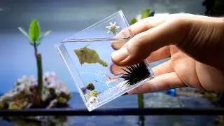 Thumbnail: Expanding My Tiny Beach Ecosystem (I regret it)