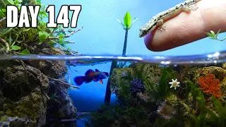 Thumbnail: I Built a Tiny Beach, and let it evolve for 1 year