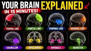 Thumbnail: Your brain explained in 15 minutes