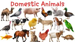 Thumbnail: Domestic Animals Name in English  | Domestic animals for Kids and Beginners 