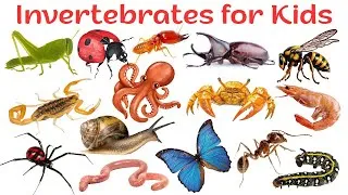 Thumbnail: Invertebrates Vocabulary for kids | Invertebrate Animals in English | Learn Animals without Bones 