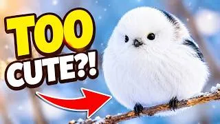 Thumbnail: This bird is a Flying Marshmallow
