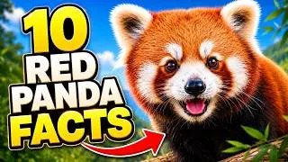Thumbnail: What is a Red Panda? Cute Facts About Red Pandas!