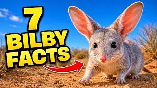 Thumbnail: What is a Bilby? 7 Facts About Australia’s Real-Life Easter Bunny