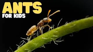 Thumbnail: Ants for Kids | Learn all about these irritating but important insects
