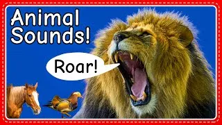 Thumbnail: Animal Sounds for Kids | 34 Amazing Animals with  Names, Sounds and Fun Facts
