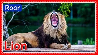 Thumbnail: Animal Action Verbs | Animal Action Words Flashcards for Kids