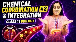 Thumbnail: Chemical Coordination & Integration Class 11 Biology Chapter 19 | Animation, concepts 2026-27 | #2