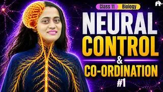 Thumbnail: Neural Control and Coordination Class 11 Biology Chapter 18 One Shot | New NCERT CBSE NEET | 2026-27