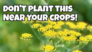Thumbnail: Don’t Grow This Near Other Plants! 
