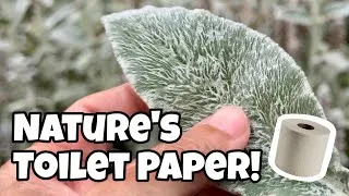 Thumbnail: Nature’s Toilet Paper For Camping and a Beneficial Herb! (Outdoor Use Only!)