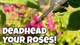 Thumbnail: How to Deadhead Roses 